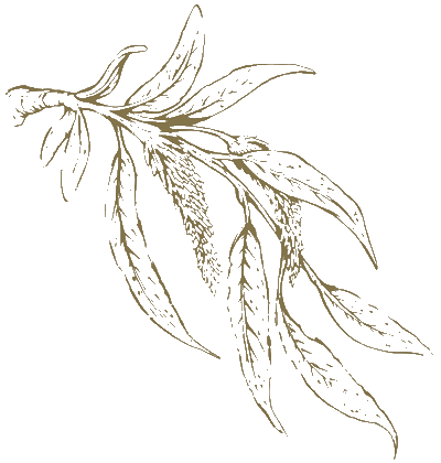  Shapoorji Pallonji Dualis